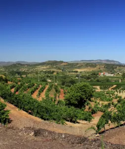 Celler Pascona - Vins de Terroir - DO Montsant